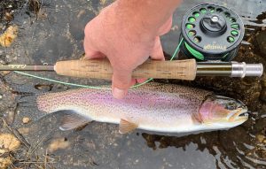Rainbow Trout caught Oct '25
